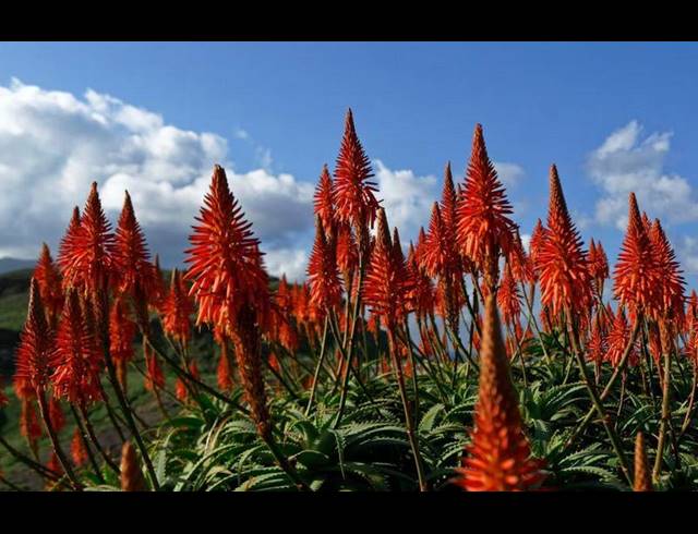 FARM FOR SALE IN AALWYNDAL